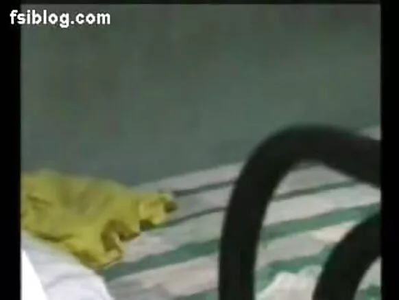 भारतीय भारतीय भारतीय सेक्सी Durious Novio चलचित्र