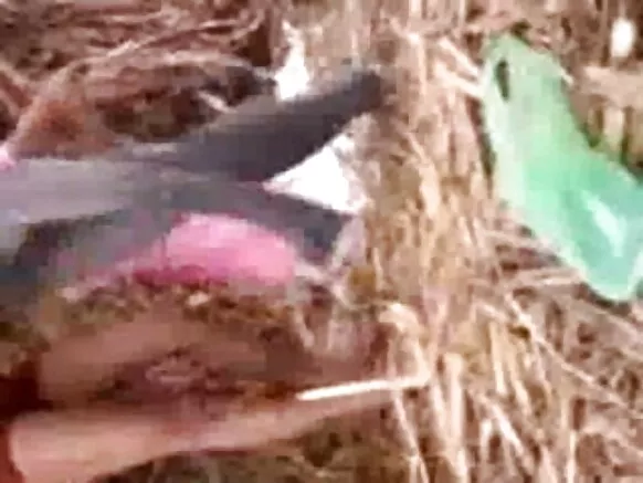 उत्तरी भारत के हॉट लड़की अपन सेक्सी ब्लू हिंदी प्रेमी के संग हमर प्रेमी के खेत के मजा लेलक
