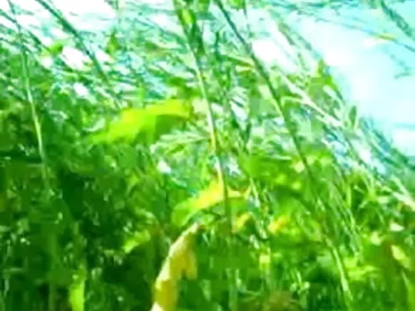 अंग्रेजी जंगल नियुक्ति सेक्सी वीडियो सेल्वा फिल्म