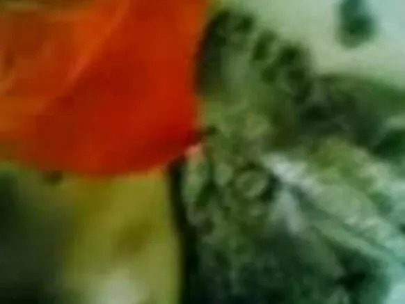 मीठी सास, स्तन और चूत, मीठा शो - जेपी एसपीएल
